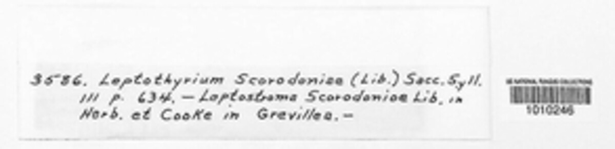 Leptothyrium scorodoniae image